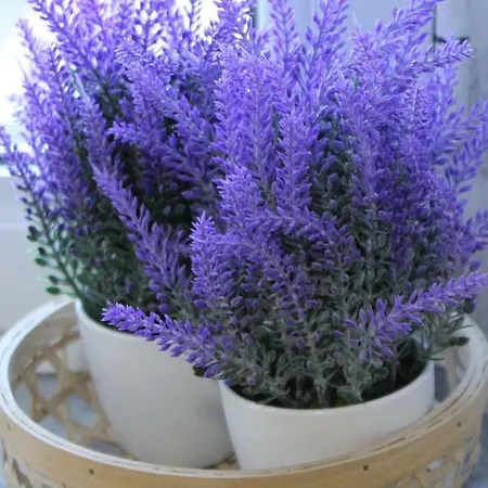 Persephone 度假居